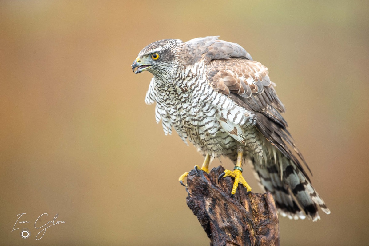 1DX45993 12 december 2021 1220 51